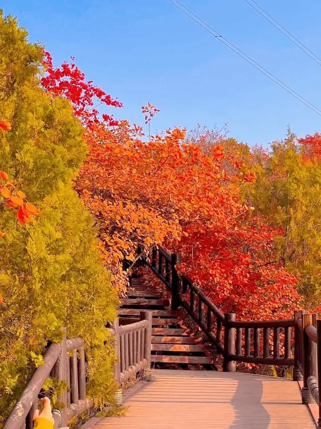 พยากรณ์ใบไม้เปลี่ยนสี ปักกิ่ง + เทียนสิน 2025