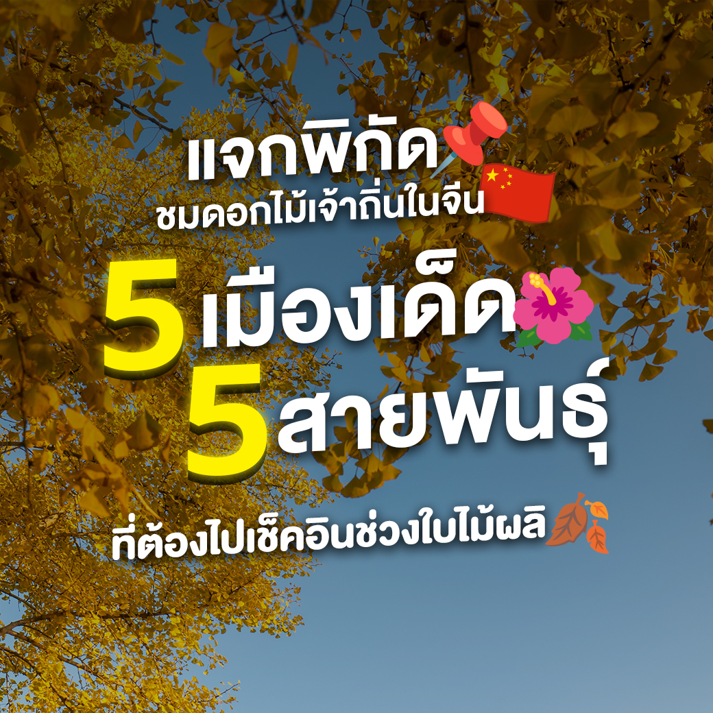 เจาะลึก 5 ดอกไม้เจ้าถิ่น ที่ช่วงใบไม้ผลิรอบนี้ต้องห้ามพลาด! จะมีที่ไหนกันบ้าง ไปชมกันเล๊ยยย✨